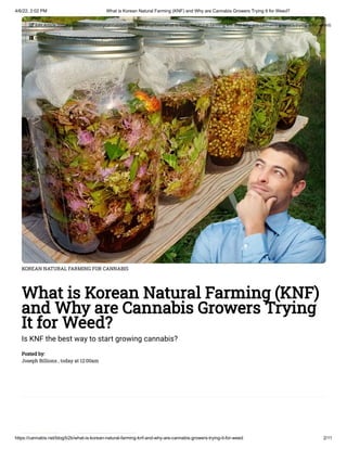 4/6/22, 2:02 PM What is Korean Natural Farming (KNF) and Why are Cannabis Growers Trying It for Weed?
https://cannabis.net/blog/b2b/what-is-korean-natural-farming-knf-and-why-are-cannabis-growers-trying-it-for-weed 2/11
KOREAN NATURAL FARMING FOR CANNABIS
What is Korean Natural Farming (KNF)
and Why are Cannabis Growers Trying
It for Weed?
Is KNF the best way to start growing cannabis?
Posted by:

Joseph Billions , today at 12:00am
 Edit Article (https://cannabis.net/mycannabis/c-blog-entry/update/what-is-korean-natural-farming-knf-and-why-are-cannabis-growers-trying-it-for-weed)
 Article List (https://cannabis.net/mycannabis/c-blog)
 