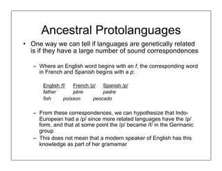 Ancestral Protolanguages
• One way we can tell if languages are genetically related
is if they have a large number of sound correspondences
– Where an English word begins with an f, the corresponding word
in French and Spanish begins with a p:
English /f/ French /p/ Spanish /p/
father père padre
fish poisson pescado
– From these correspondences, we can hypothesize that Indo-
European had a /p/ since more related languages have the /p/
form, and that at some point the /p/ became /f/ in the Germanic
group
– This does not mean that a modern speaker of English has this
knowledge as part of her gramamar
 