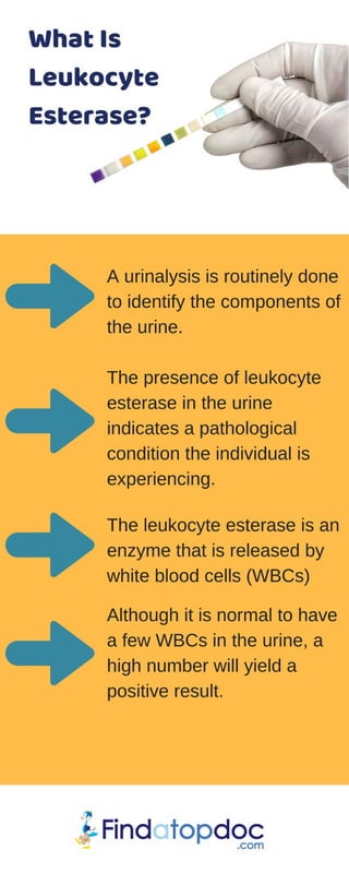 What is Leukocyte Esterase?