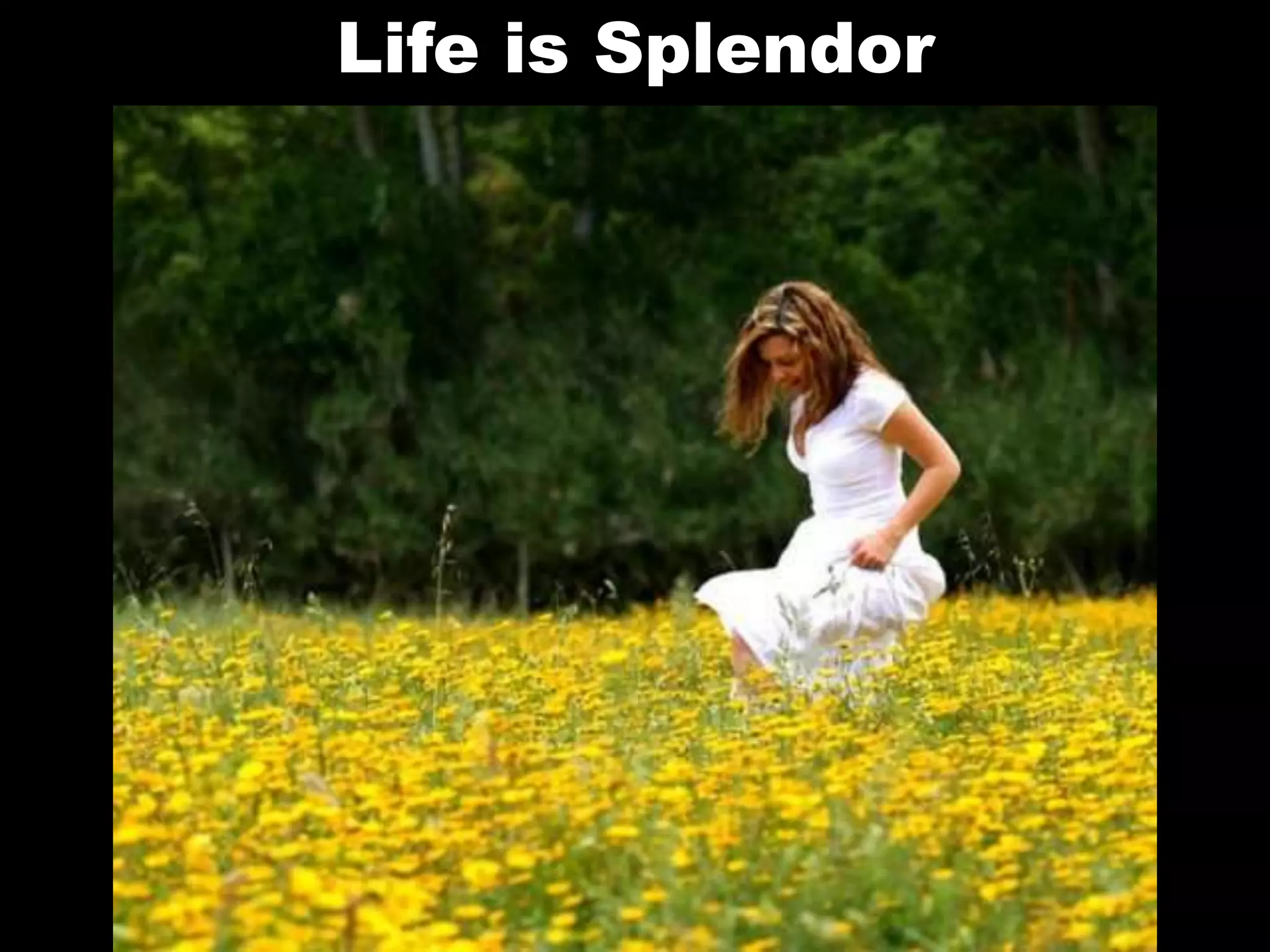 Life is Splendor