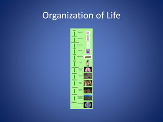 Organization of Life
 