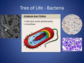 Tree of Life - Bacteria
• Cells lack nuclei (prokaryotic)
• Unicellular
DOMAIN BACTERIA
 