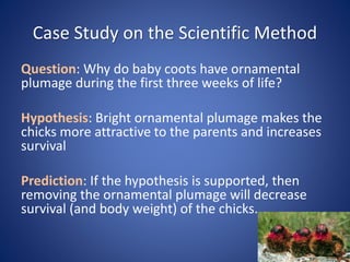 Case Study on the Scientific Method
Question: Why do baby coots have ornamental
plumage during the first three weeks of life?
Hypothesis: Bright ornamental plumage makes the
chicks more attractive to the parents and increases
survival
Prediction: If the hypothesis is supported, then
removing the ornamental plumage will decrease
survival (and body weight) of the chicks.
 