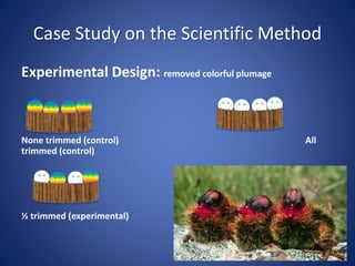 Case Study on the Scientific Method
Experimental Design: removed colorful plumage
None trimmed (control) All
trimmed (control)
½ trimmed (experimental)
 