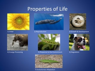 Properties of Life
1) Order 2) Reproduction 3) Growth & Development
4) Energy Processing 5) Response to the Environment 6) Regulation
7) Evolutionary Adaptation
 