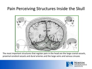 Pain Perceiving Structures Inside the Skull




The most important structures that register pain in the head are the large cranial vessels,
proximal cerebral vessels and dural arteries and the large veins and venous sinuses
 