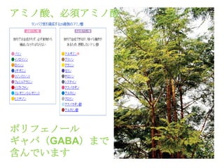 アミノ酸、必須アミノ酸


The Moringa Tree
 Moringa oleifera




ポリフェノール
ギャバ（GABA）まで
含んでいます
 