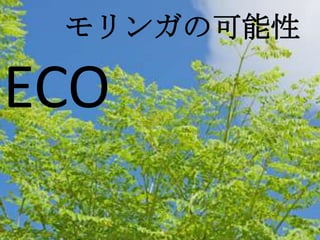 モリンガの可能性

ECO
 