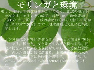 モリンガと環境
モリンガは人間の健康維持だけでなく、地球の環境も
 守ります。モリンガの成長には沢山の二酸化炭素
 （CO2）が必要で、一般の植物のそれと比較して約20
 倍（杉の木の50倍）です。地球温暖化防止に効果を
 奏します。

モリンガ種は水を浄化させる作用があると注目を浴び
 ています。種から、皮を剥ぎ中の核を粉にする、汚
 水に粉を入れ数十秒掻き混ぜてから３０分位放置す
 る、泥と汚染物が底に溜まる。上部のきれいな水を
 取り出し太陽に下に数時間放置する。この手法で、
 水から病気が感染する割合を80-98％減尐させられ
 た。
 