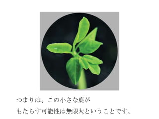 つまりは、この小さな葉が
もたらす可能性は無限大ということです。
 