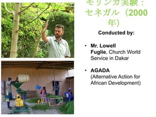 モリンガ実験：
セネガル（2000
   年）
      Conducted by:

• Mr. Lowell
  Fuglie, Church World
  Service in Dakar

• AGADA
  (Alternative Action for
  African Development)
 