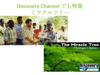 Discovery Channel でも特集
     ミラクルツリ－
 