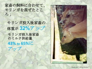 家畜の飼料に合わせて、
モリンガを混ぜたとこ
ろ；

モリンガ投入後家畜の
体重が 32%アップ
モリンガ投入後家畜
のミルク供給量
43% to 65%に
アップ


              Weight gain14, Milk production15, 16
 