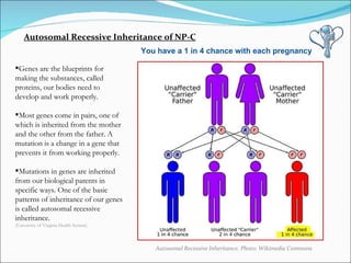 Autosomal Recessive Inheritance. Photo: Wikimedia Commons Autosomal Recessive Inheritance of NP-C You have a 1 in 4 chance with each pregnancy Genes are the blueprints for making the substances, called proteins, our bodies need to develop and work properly.  Most genes come in pairs, one of which is inherited from the mother and the other from the father. A mutation is a change in a gene that prevents it from working properly.  Mutations in genes are inherited from our biological parents in specific ways. One of the basic patterns of inheritance of our genes is called autosomal recessive inheritance.  (University of Virginia Health System) 