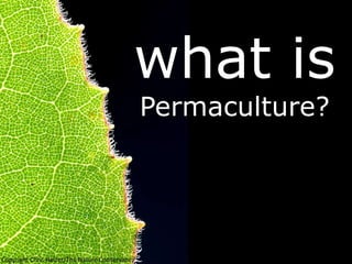 what is
Permaculture?
 