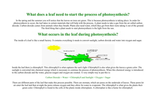 What does a leaf need to start the process of photosynthesis?
    In the spring and the summer you will notice that the leaves on trees are green. This is because photosynthesis is taking place. In order for
  photosynthesis to occur, the leaf takes in certain materials that will help with the process. A plant needs to take a gas from the air called carbon
dioxide. Carbon dioxide comes from animals when they breath. Plants also need water, which they get from their roots taking it out of the ground.
                                 The third thing that a plant needs to start photosynthesis is the light from the sun.

                             What occurs in the leaf during photosynthesis?
  The inside of a leaf is like a small factory. It contains everything it needs to convert sunlight, carbon dioxide and water into oxygen and sugar.




Inside the leaf there is chlorophyll. This chlorophyll is what captures the sun's light. Chlorophyll is also what gives the leaves a green color. The
sunlight is converted into chemical energy which is necessary to continue the process of photosynthesis. When this chemical energy is introduced
to the carbon dioxide and the water, glucose (sugar) and oxygen are created. A very simple way to put this is:

                                      Carbon Dioxide + Water + Chlorophyll and Sunlight = Oxygen + Sugar

There are different parts of the leaf that make this process possible. There are stomata, which are pores on the underside of leaves. These pores let
 air enter the leaf and then at night the pores release oxygen and they allow for water to evaporate. The chlorophyll is what gives the plants their
            green color. Chlorophyll is found in the cells of the plants inside chloroplasts. A chloroplast is like a home for chlorophyll.
 