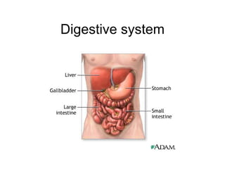 Digestive system 