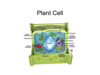 Plant Cell 