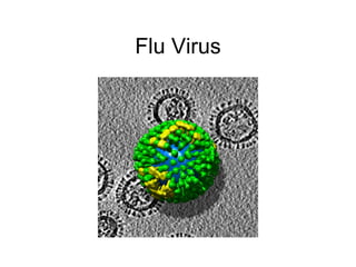 Flu Virus 