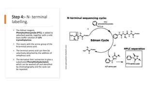 Step 4:- N- terminal
labelling.
• The Edman reagent,
Phenylisothiocyanate (PTC), is added to
adsorbed peptide, together with a mild
basic buffer solution of 12%
trymethylamine.
• This reacts with the amine group of the
N-terminal amino acid.
• The terminal amino acid can then be
selectively detached by the addition of
anhydrous acid.
• The derivative then isomerises to give a
substituted Phenylthiohydantatoin
which can be washed off and identified
by chromatography and the cycle can
be repeated.
 