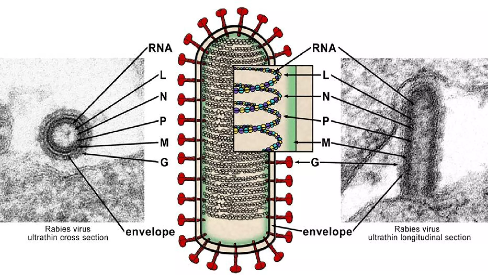 Labled Rabies What is rabies | PDF
