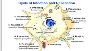 How Does Rabies Develop What is rabies | PDF