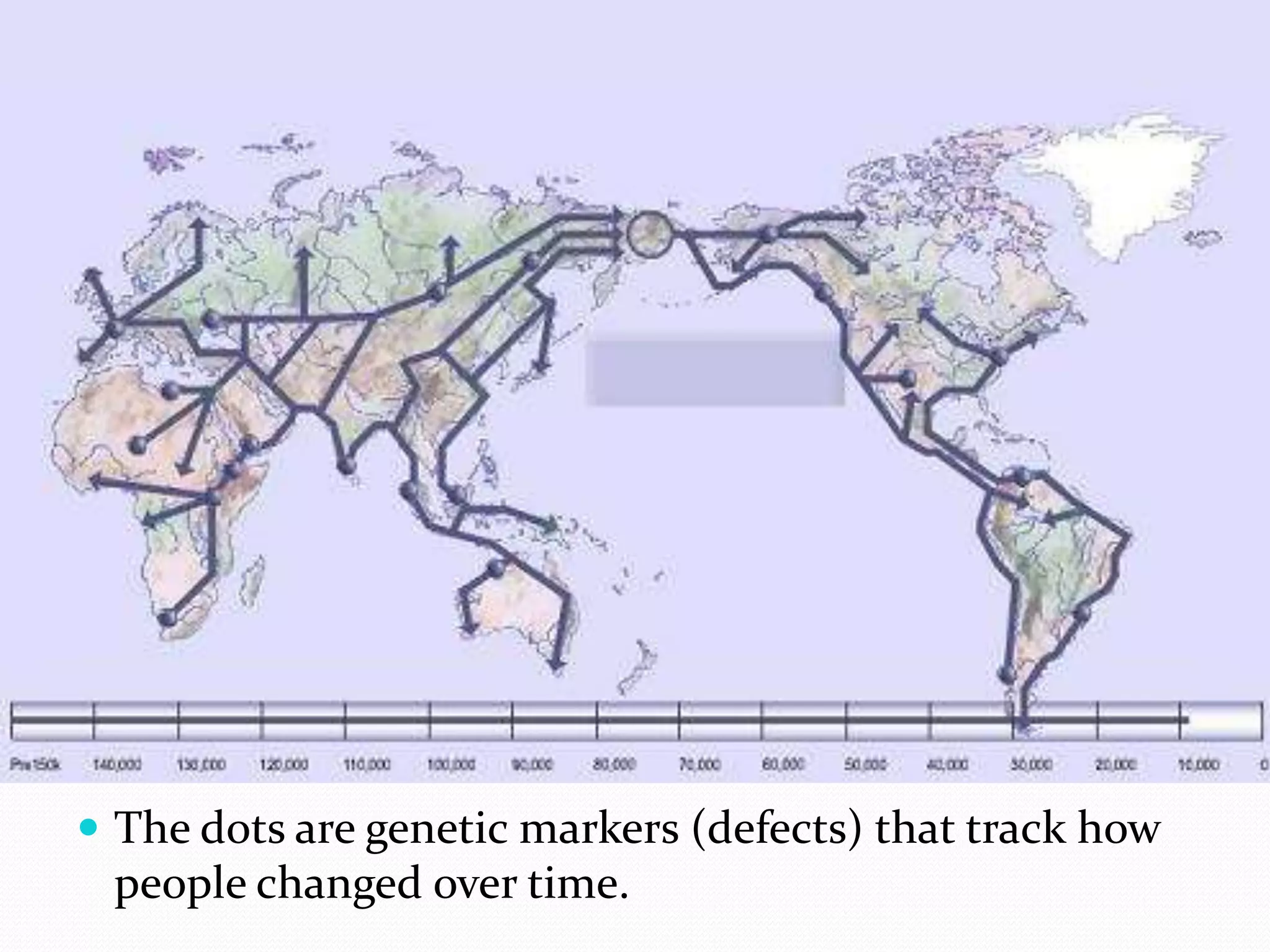 The dots are genetic markers (defects) that track how people changed over time.  