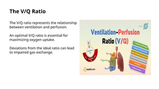 What Is Relationship Between Ventilation And Perfusion.pptx