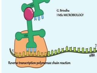 G. Brindha
I MSc MICROBIOLOGY
Reverse transcription polymerase chain reaction
 