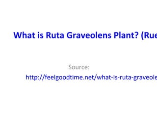 What is Ruta Graveolens Plant? (Rue
Source:
http://feelgoodtime.net/what-is-ruta-graveole
 
