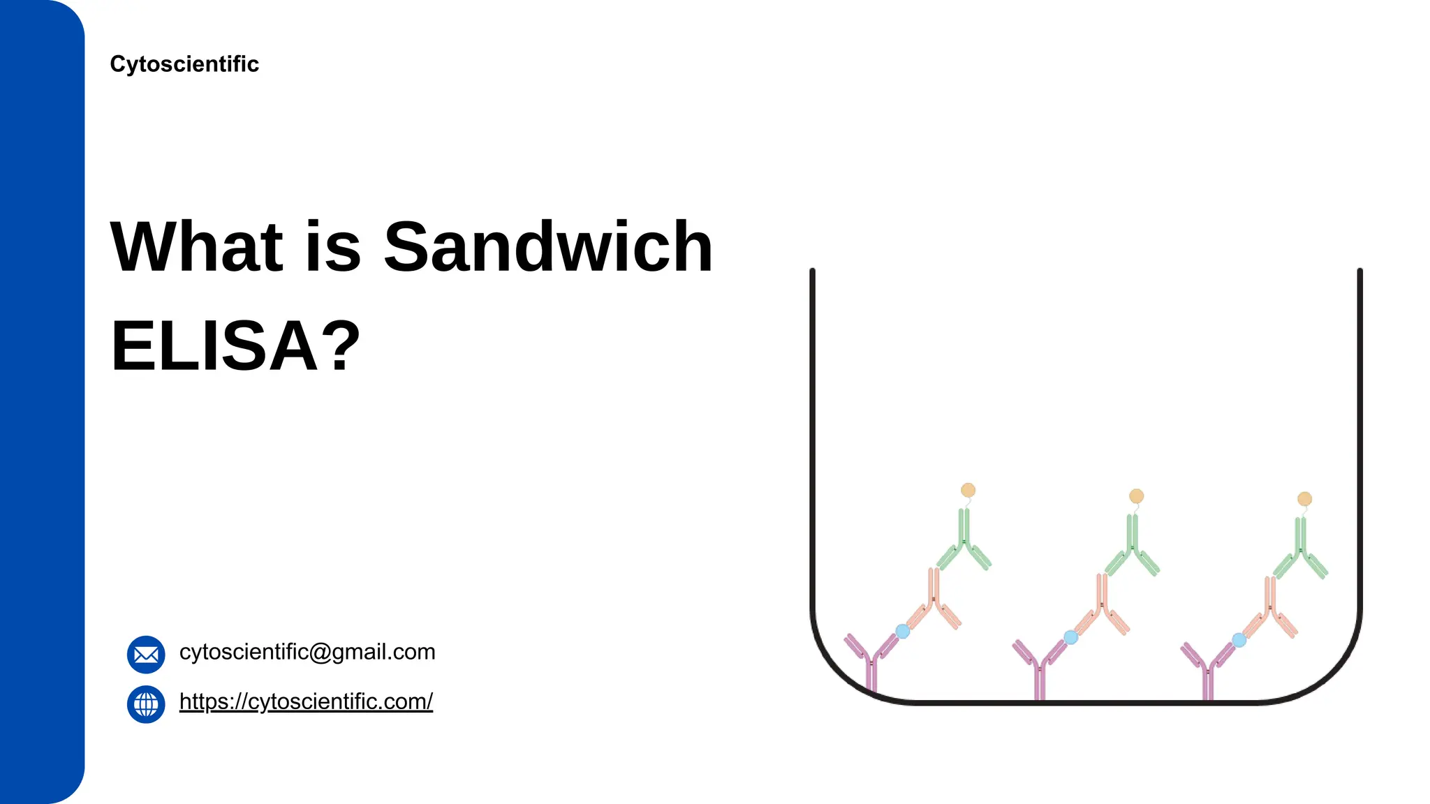 What is Sandwich ELISA - CytoScientific | PPT