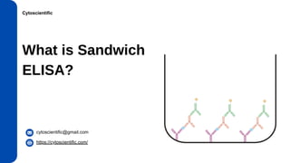 What is Sandwich ELISA - CytoScientific | PDF
