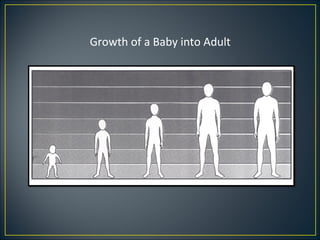 Growth of a Baby into Adult
 