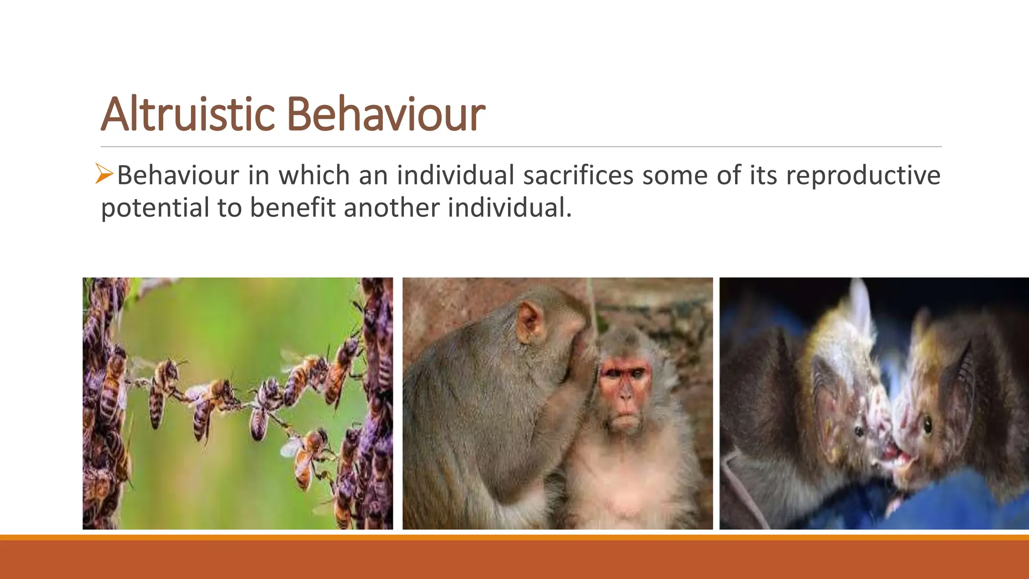 What Is Social Behaviour pptx what-is-social-behaviour-pptx