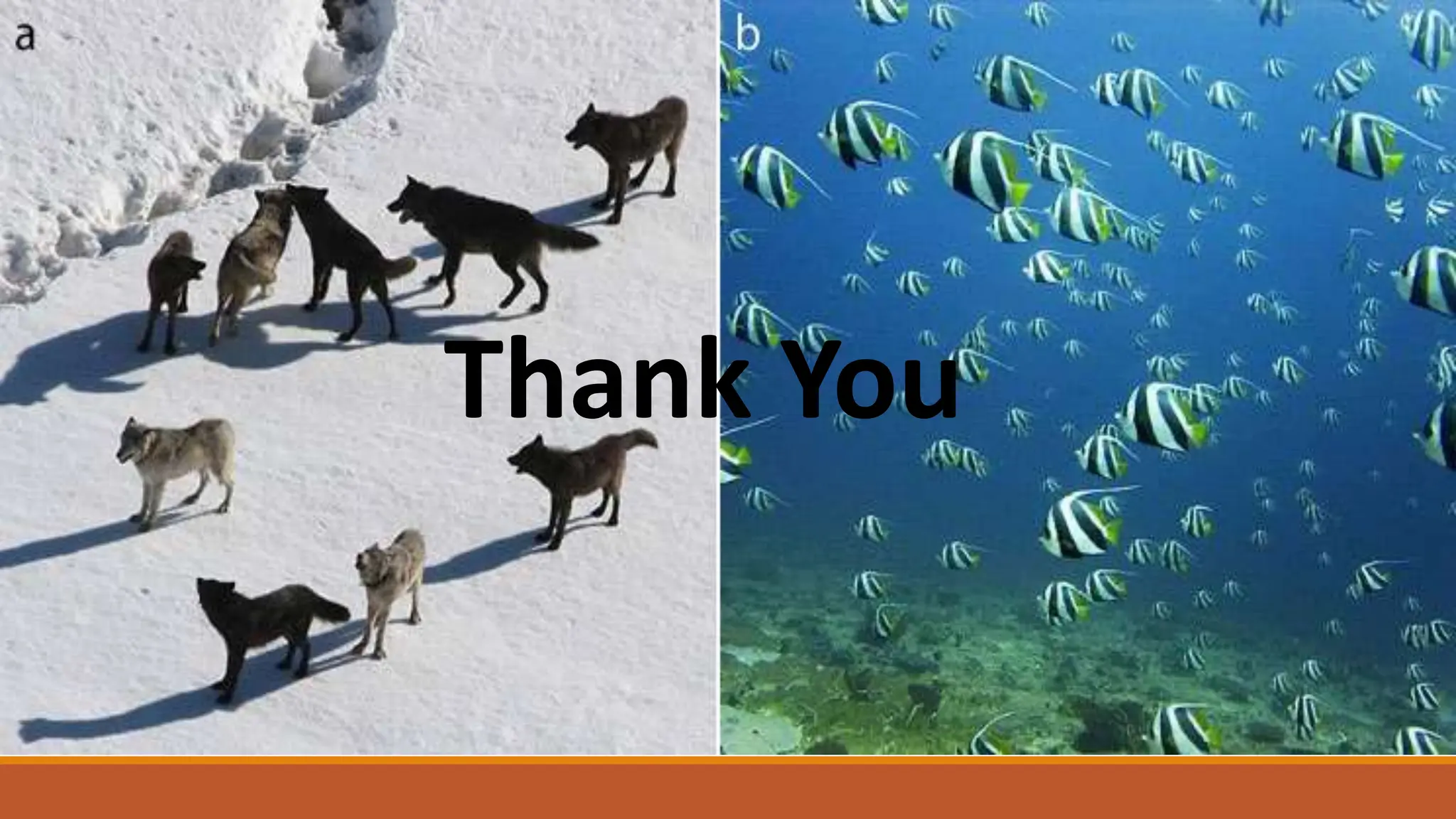 What Is Social Behaviour pptx what-is-social-behaviour-pptx