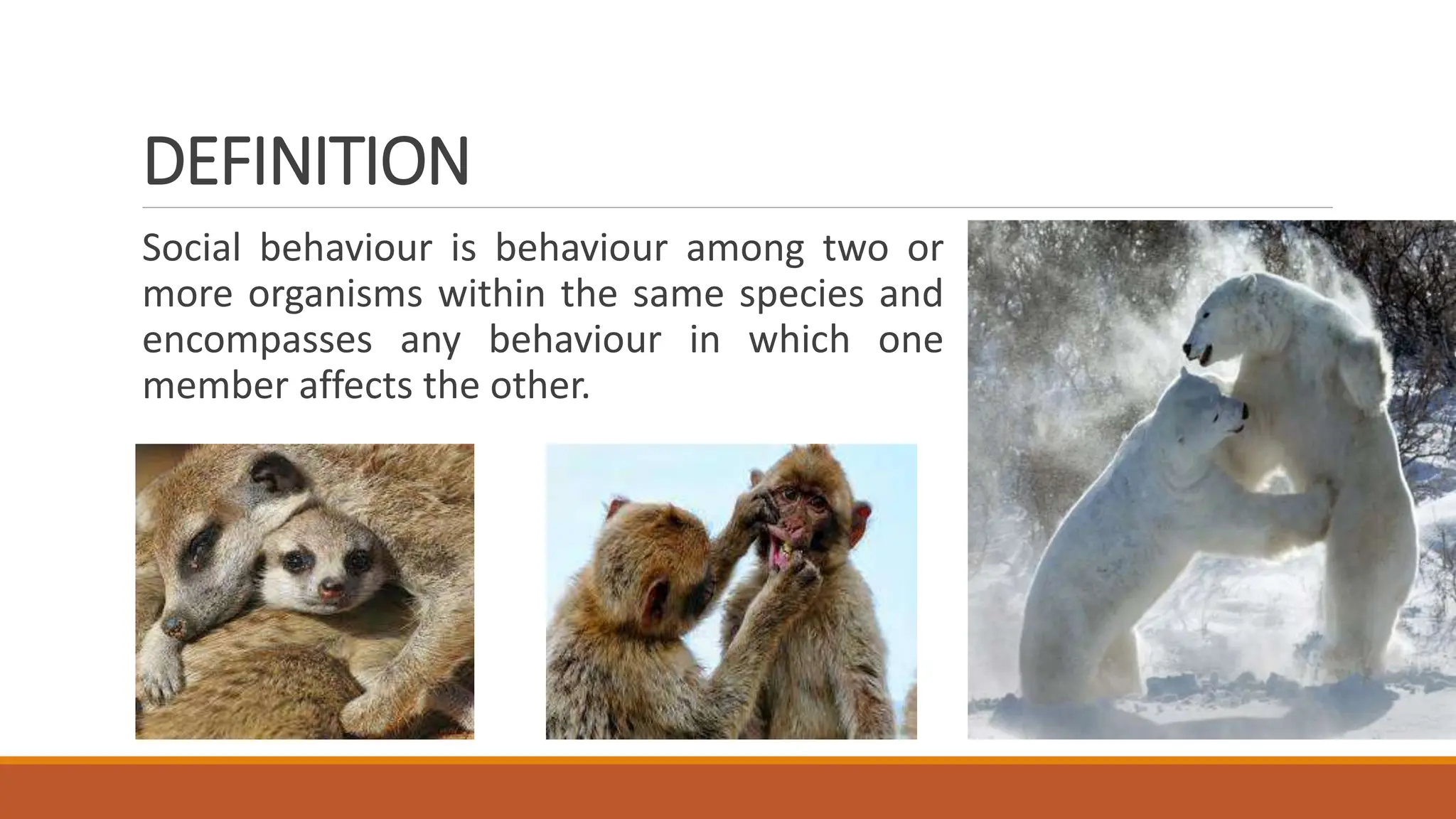 What Is Social Behaviour What Is Social Behaviour