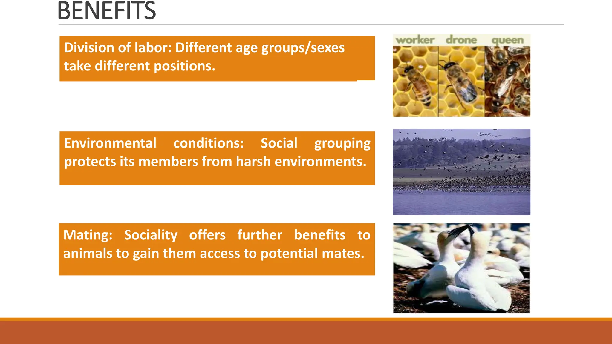 What Is Social Behaviour pptx what-is-social-behaviour-pptx