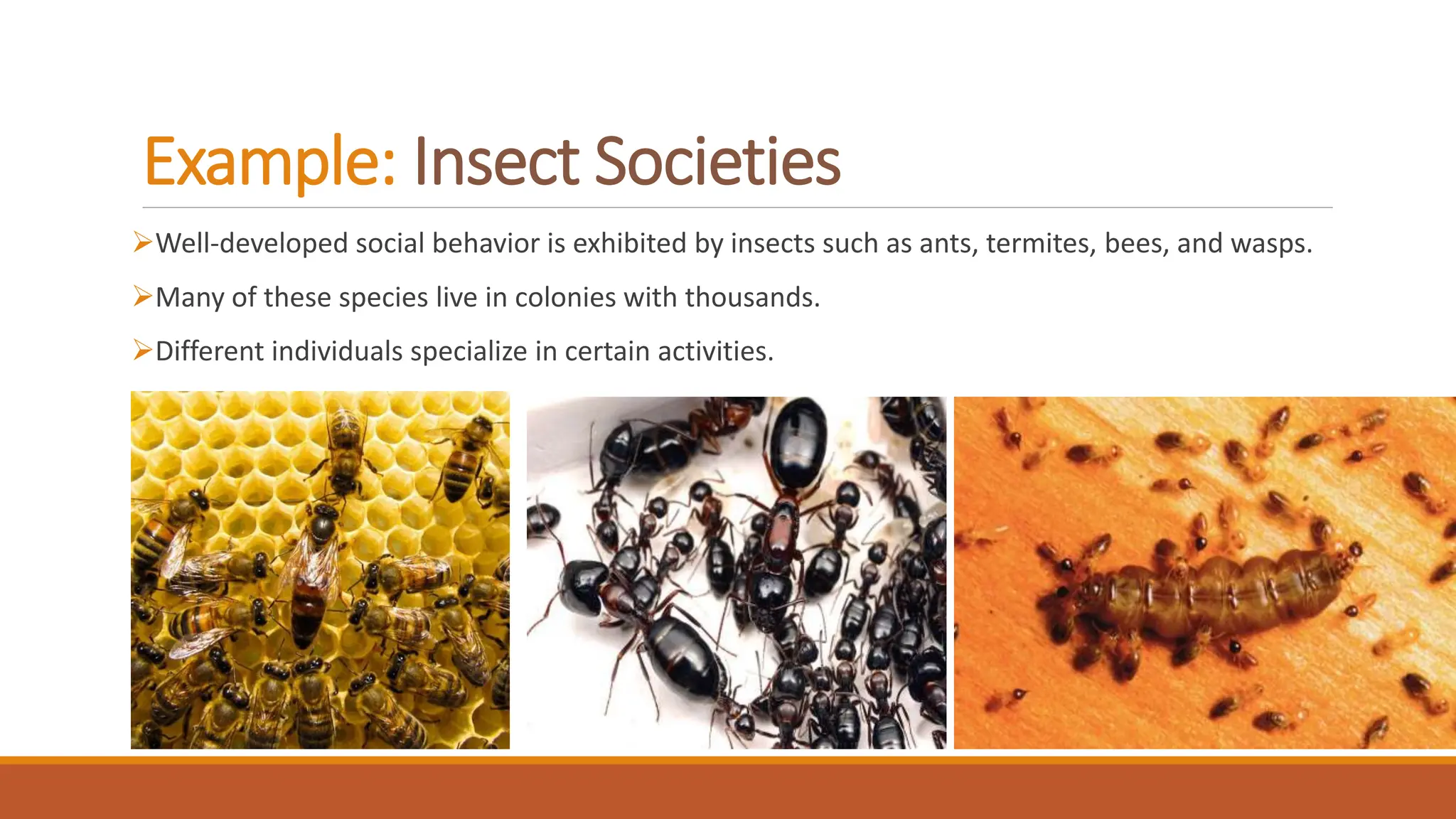 What Is Social Behaviour pptx what-is-social-behaviour-pptx