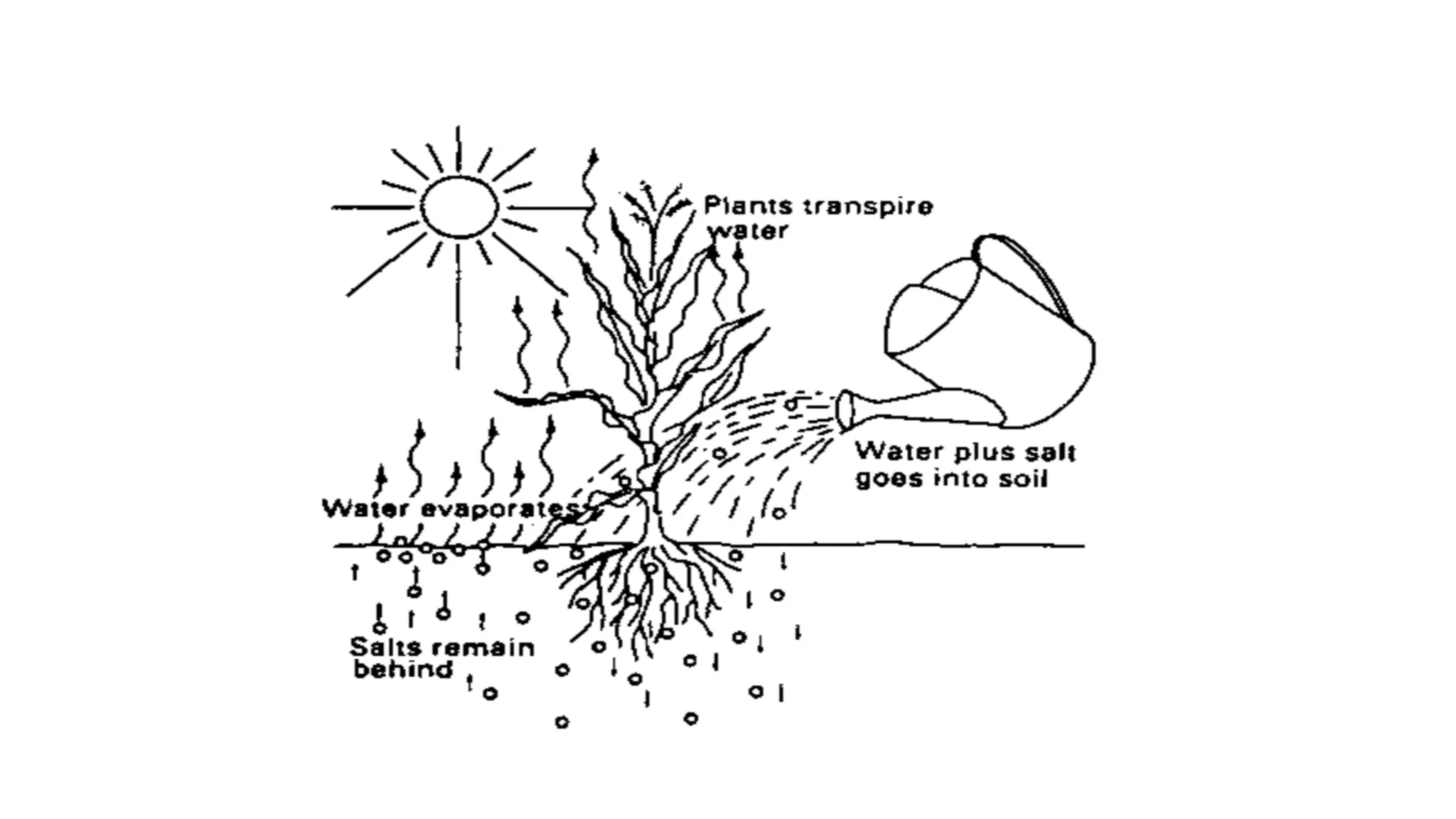 What Is Soil Salinity pptx What is soil salinity pptx