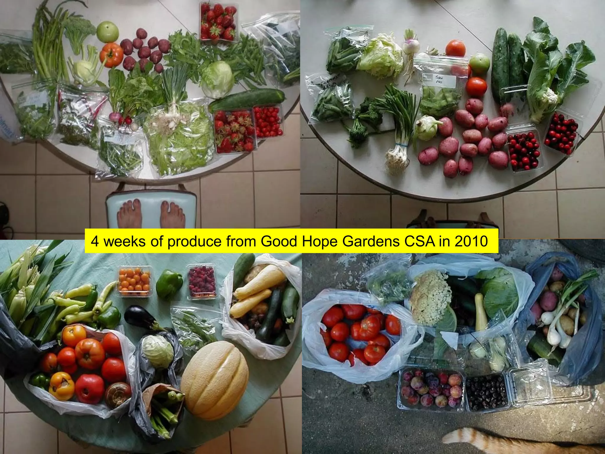 4 weeks of produce from Good Hope Gardens CSA in 2010
 