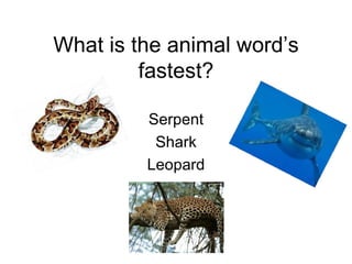 What is the animal word’s fastest? Serpent Shark Leopard 