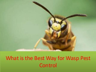 What is the Best Way for Wasp Pest
Control
 