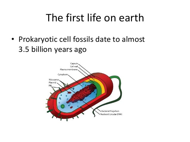 What is the definition of life