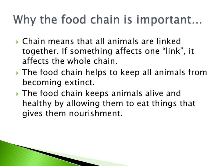 What is the food chain