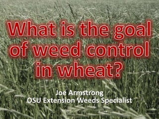 What is the goal of weed control in wheat? Joe ArmstrongOSU Extension Weeds Specialist 
