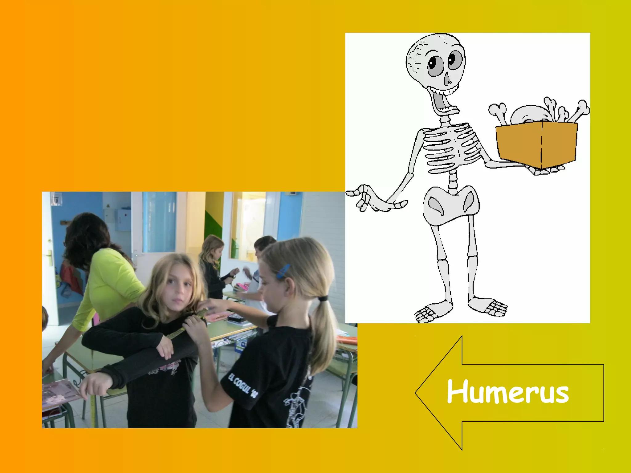 Humerus