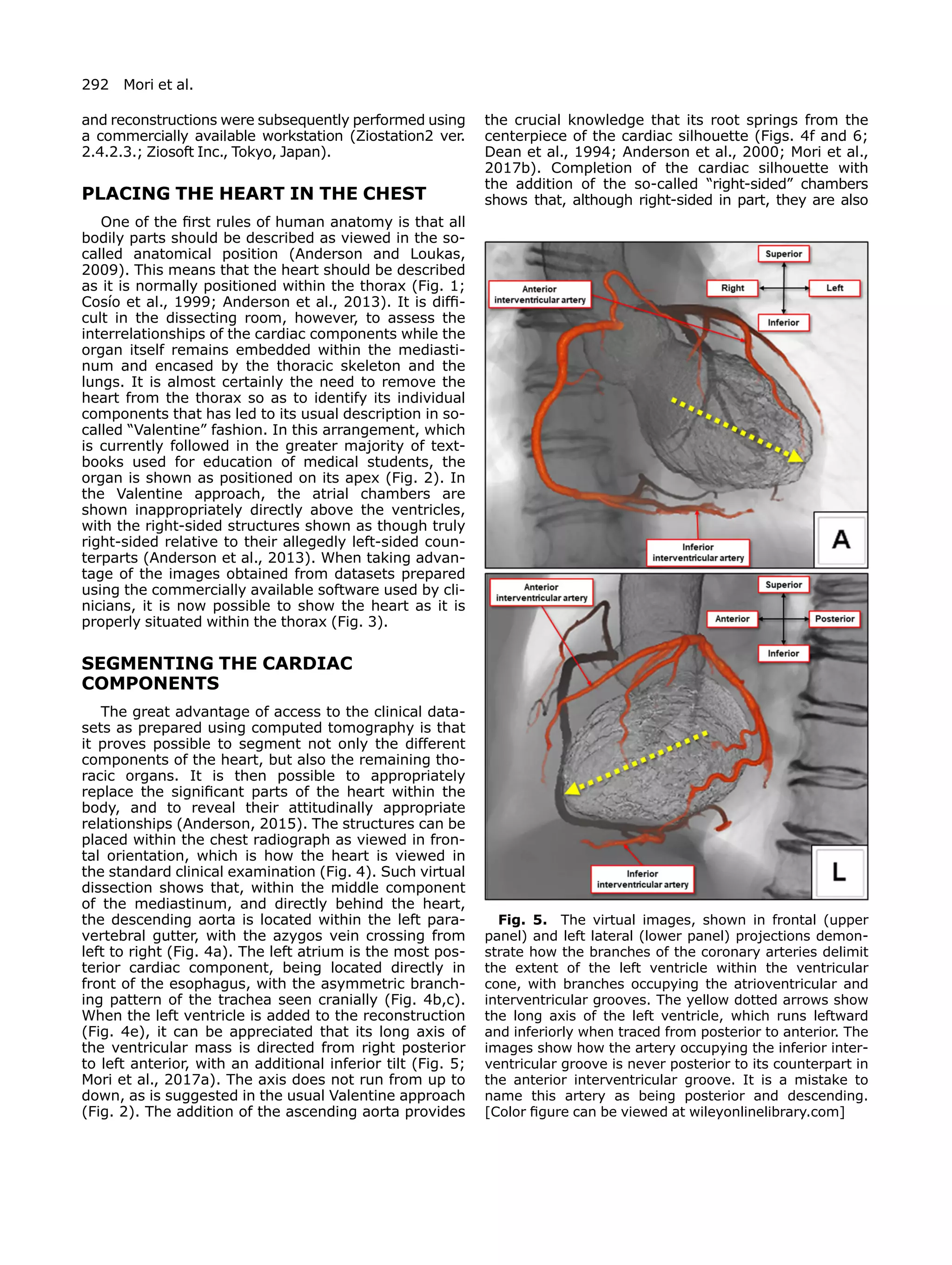 What is the real cardiac anatomy, clinical anatomy 2019 | PDF