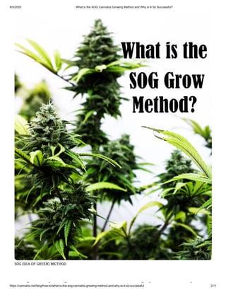 8/5/2020 What is the SOG Cannabis Growing Method and Why is It So Successful?
https://cannabis.net/blog/how-to/what-is-the-sog-cannabis-growing-method-and-why-is-it-so-successful 2/11
SOG (SEA OF GREEN) METHOD
h i h bi i
 