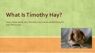 What Is Timothy Hay? 
Learn more about why Timothy Hay is an essential thing for 
your fibrevores. 
 