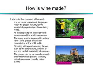 How is wine made?
It starts in the vineyard at harvest:
It is important to wait until the grapes
reach the proper maturity for the
varietal of grape & style of wine being
made.
As the grapes ripen, the sugar level
increases and the acidity decreases.
The sugar level is measured in units of
“Brix”; wine grapes are usually
harvested at a Brix of 22 to 28.
Ripening will depend on many factors,
such as the temperature, amount of
sun and rainfall, availability of nutrients.
The grapes can be harvested manually
or by mechanical pickers. Manually
picked grapes are typically higher
quality.
Manual picking
Mechanical picking
 